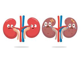 illustrazione di cartone animato reni organo bene per formazione scolastica, striscione, salutare icona. vettore