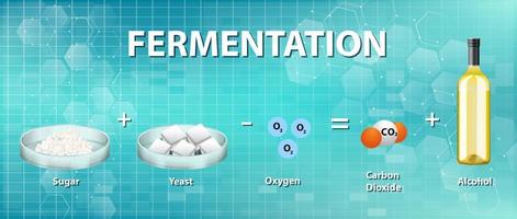 equazione chimica della fermentazione alcolica vettore