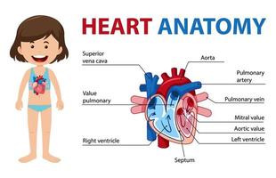 poster informativo del diagramma del cuore umano vettore