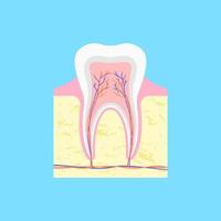 anatomico struttura di dente nel sezione. osso formazione nel gomma coperto con smalto e con gruppi di nervi e capillari dentro vettore cavità di polpa