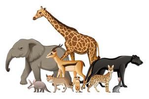 gruppo di animali selvatici africani su sfondo bianco vettore