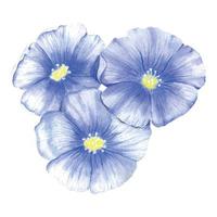un' composizione di tre blu lino fiori. acquerello fiori selvatici di blu colore. mazzo di blu fiori dipinto nel acquerello vettore