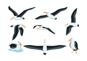 vettore di albatros