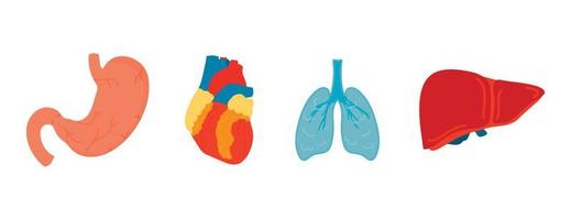 vettore impostato di umano organi. il umano stomaco, cuore, polmoni e fegato. anatomia di il corpo.
