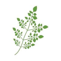 modello di logo foglia di moringa simbolo di vettore natura