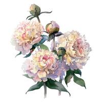 peonie acquerello, botanico illustrazione nel Vintage ▾ stile, può essere Usato come saluto carta, invito carta per nozze, compleanno e altro vacanza. vettore