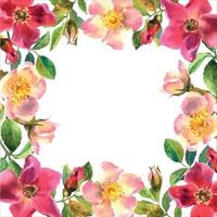 rosa canina telaio. fiori, le foglie e frutta di selvaggio Rose. radica, acquerello pittura per decorazione. acquerello illustrazione isolato su bianca sfondo. vettore