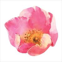 acquerello rosa rosa anca fiore, mano dipinto floreale illustrazione isolato su un' bianca sfondo. vettore