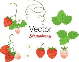 impostato di stawberry estate frutta vettore