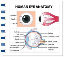 diagramma di anatomia dell'occhio umano con etichetta vettore