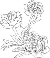 vettore illustrazione di bellissimo peonia fiori mazzo, disegnato a mano colorazione libro di artistico, fiorire fiori ranuncolo isolato su bianca sfondo, schizzo arte foglia ramo botanico collezione adulti.