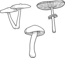 fungo vettore fungo illustrazione, botanico linea arte impostato
