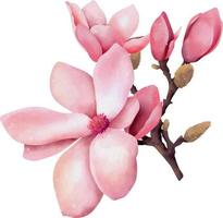 mano disegnato acquerello rosa magnolia fiore, isolato illustrazione su un' bianca sfondo vettore