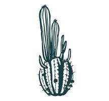 cactus impostato mano disegnato illustrazioni, vettore