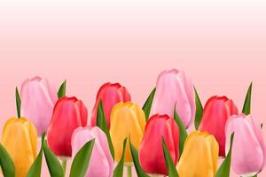 multicolore tulipani su un' leggero rosa sfondo con copia spazio. vettore Immagine