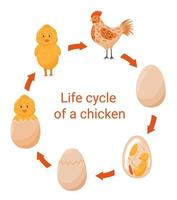 pollo vita ciclo.eps vettore