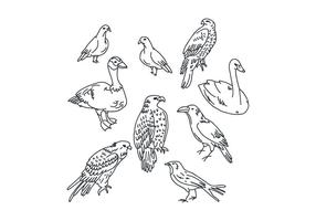 Disegni di uccelli botanici vettore