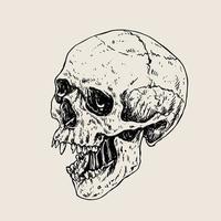 umano cranio ossatura disegno illustrazione vettore