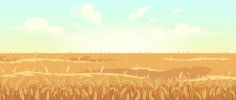campo di grano dorato