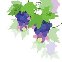 viola dolce gustoso fresco uva vettore