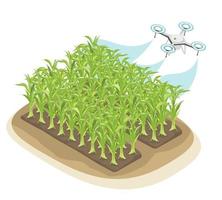 agricolo spruzzatura fuco tecnologia per inteligente agricoltura Mais simboli grafico isometrico isolato vettore