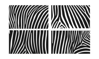 vettore pelle zebra struttura