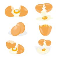 Vettore di uovo di pollo rotto gratis