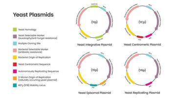 lievito plasmidi scientifico vettore illustrazione diagramma Infografica