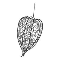 physalis vettore schizzo