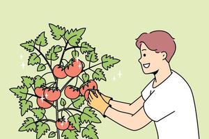 sorridente giovane uomo raccogliere pomodori nel giardino. contento maschio contadino raccogliere Ritaglia a partire dal cespugli a azienda agricola. giardinaggio e agricoltura. vettore illustrazione.