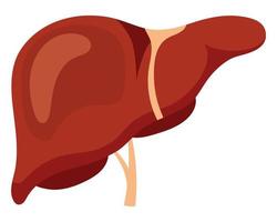 umano salutare fegato. vettore illustrazione.