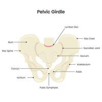 pelvico cintura scientifico vettore illustrazione diagramma