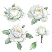 impostato di bianca acquerello Rose isolato vettore