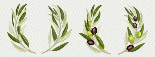 oliva ramo ghirlanda con verde le foglie vettore