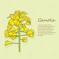 Vettore dei fiori di Canola