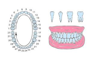 umano dente mascella anatomia. schizzo stile disegno. infografica nel odontoiatria. vettore illustrazione