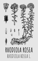 vettore disegni di rodiola rosea. mano disegnato illustrazione. latino nome rodiola rosea l.
