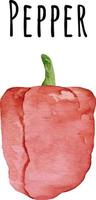 acquerello illustrazione di rosso Pepe. fresco crudo verdure. rosso paprica. Pepe amante illustrazione vettore