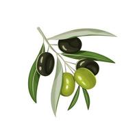 piccolo rametto con verde le foglie e maturo olive. vettore