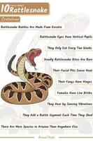 10 fatti di serpente a sonagli 40 X 60 cm risoluzioni
