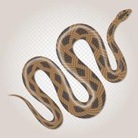 Serpente tropicale del pitone marrone sull'illustrazione trasparente del fondo vettore