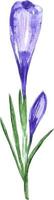 acquerello mano disegnato primavera fiore viola chiuso croco clipart vettore