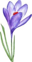 primavera fiore viola croco clipart acquerello mano disegnato isolato vettore