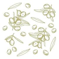 composizione di olive su un ramo, singole olive e foglie. illustrazione di contorno vettoriale.