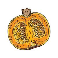 zucca tagliare schizzo mano disegnato vettore