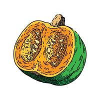 zucca tagliare schizzo mano disegnato vettore