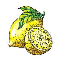 Limone frutta tagliare schizzo mano disegnato vettore