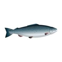 salmone pesce cartone animato vettore illustrazione
