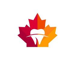 acero denti logo design. canadese medico logo. rosso acero foglia con dente vettore