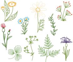 Doodle gratuito di erbe aromatiche vettore